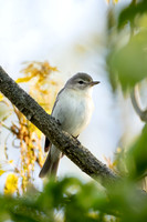 Birds bugs for Notecards